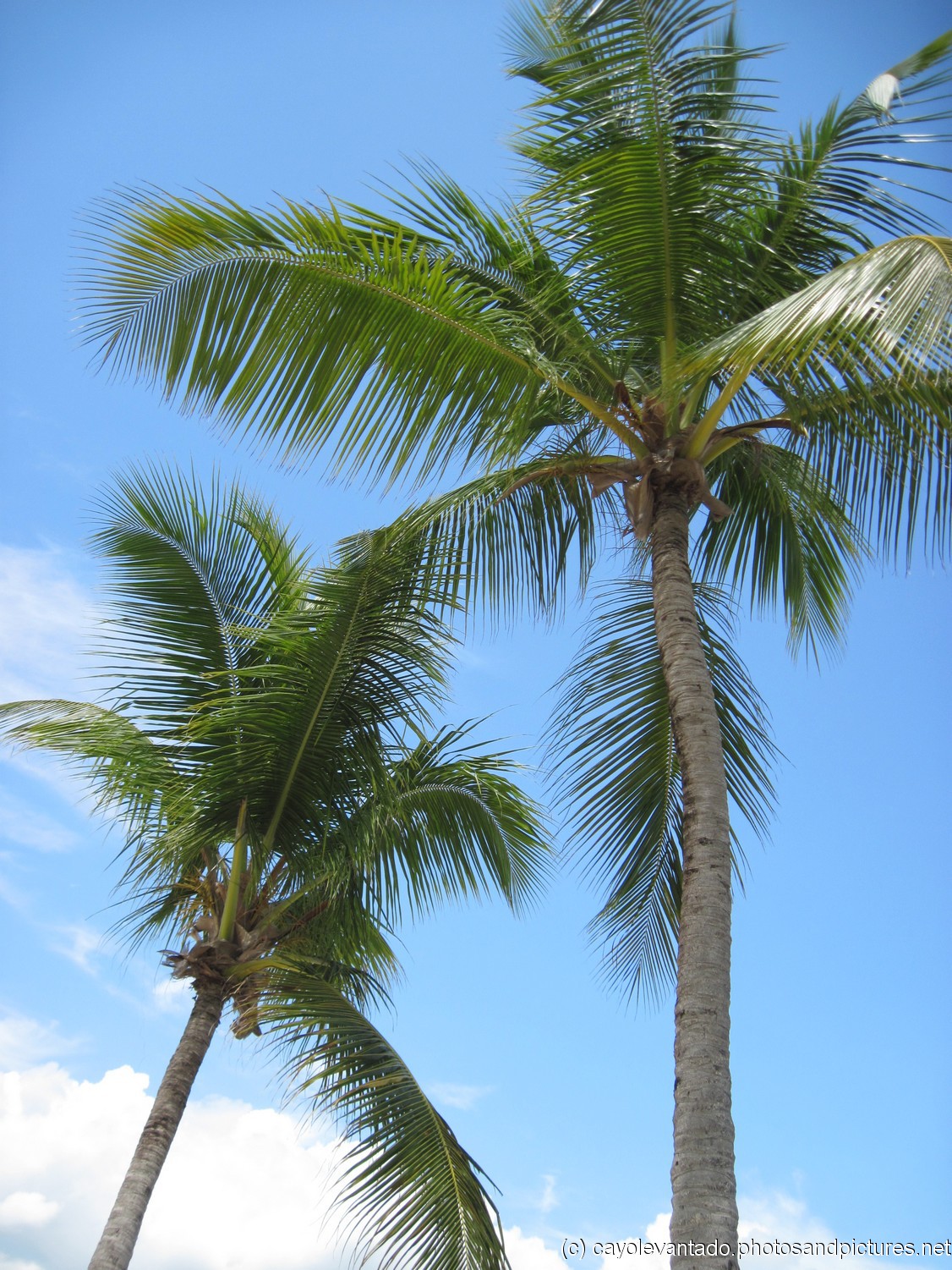 Pair of palm trees at Cayo Levantado.jpg