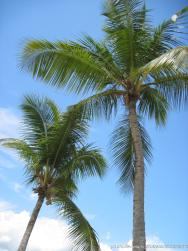 Pair of palm trees at Cayo Levantado.jpg