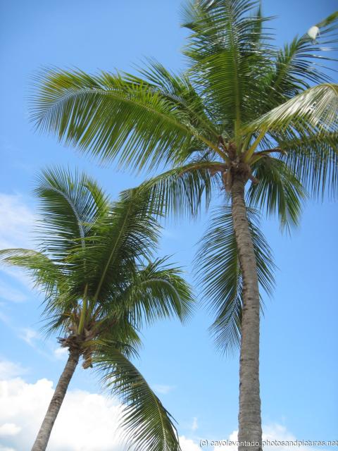 Pair of palm trees at Cayo Levantado.jpg