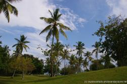 Palm trees at a grassy area in Cayo Levantado.jpg