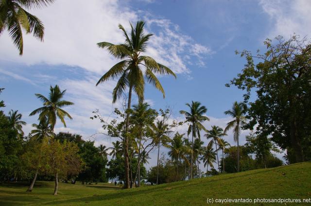 Palm trees at a grassy area in Cayo Levantado.jpg