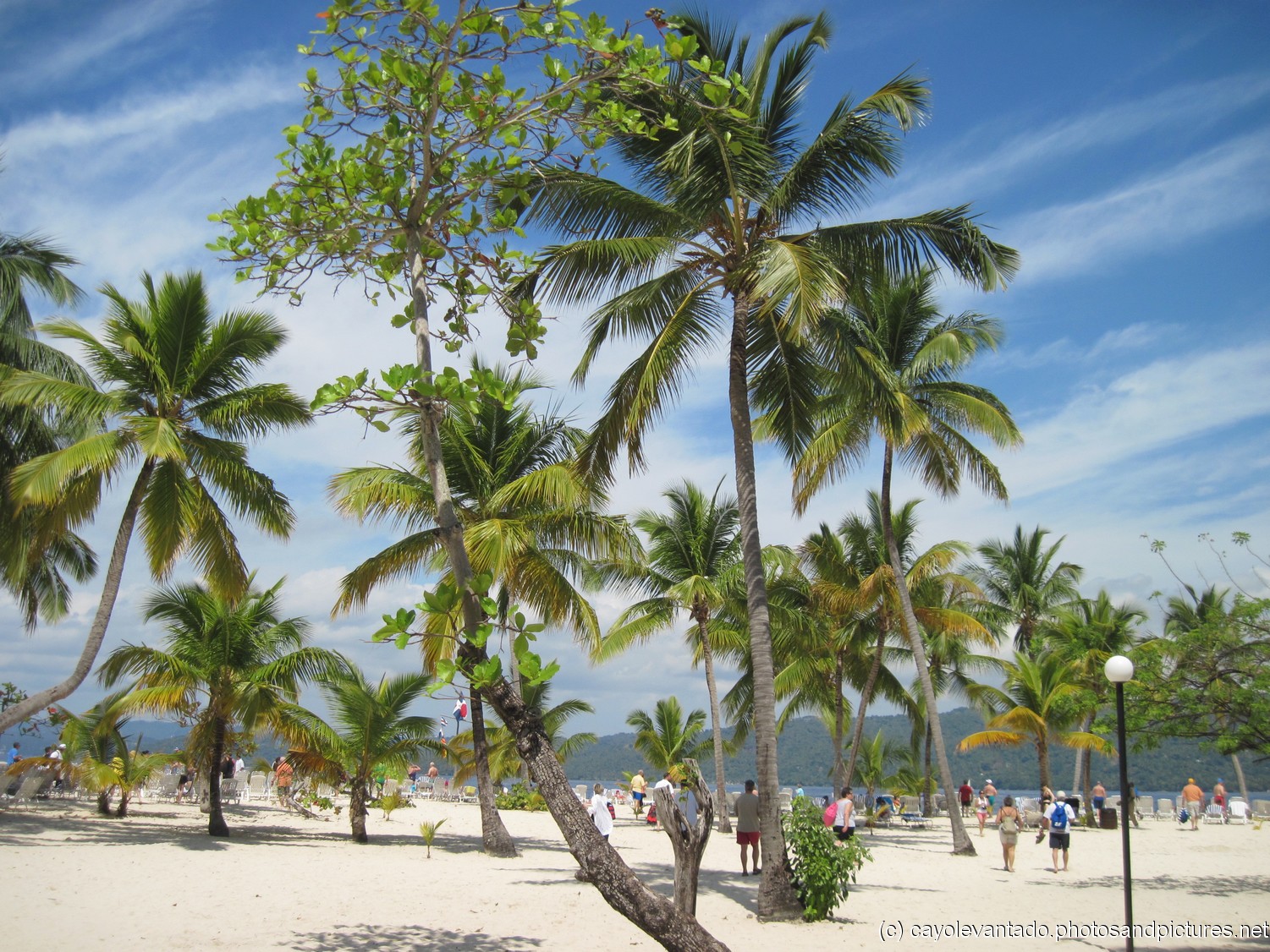 Palm trees line the beach of Cayo Levantado.jpg
