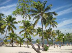 Palm trees line the beach of Cayo Levantado.jpg