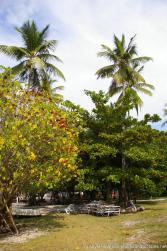 Tree with red flowers at Cayo Levantado.jpg