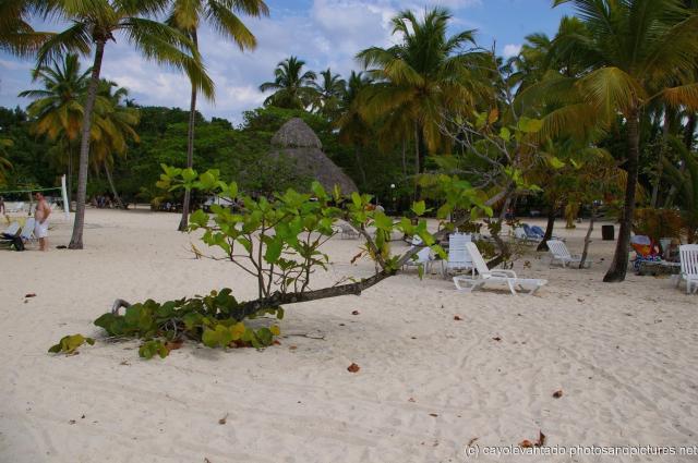 Tree with trunk in sand at Cayo Levantado.jpg