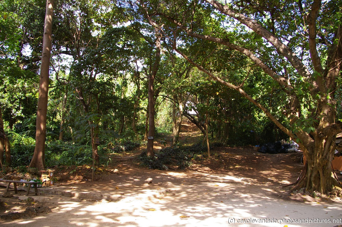 Trees off the beach area of Cayo Levantado.jpg