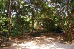 Trees off the beach area of Cayo Levantado.jpg