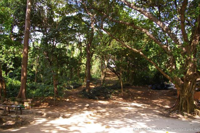 Trees off the beach area of Cayo Levantado.jpg