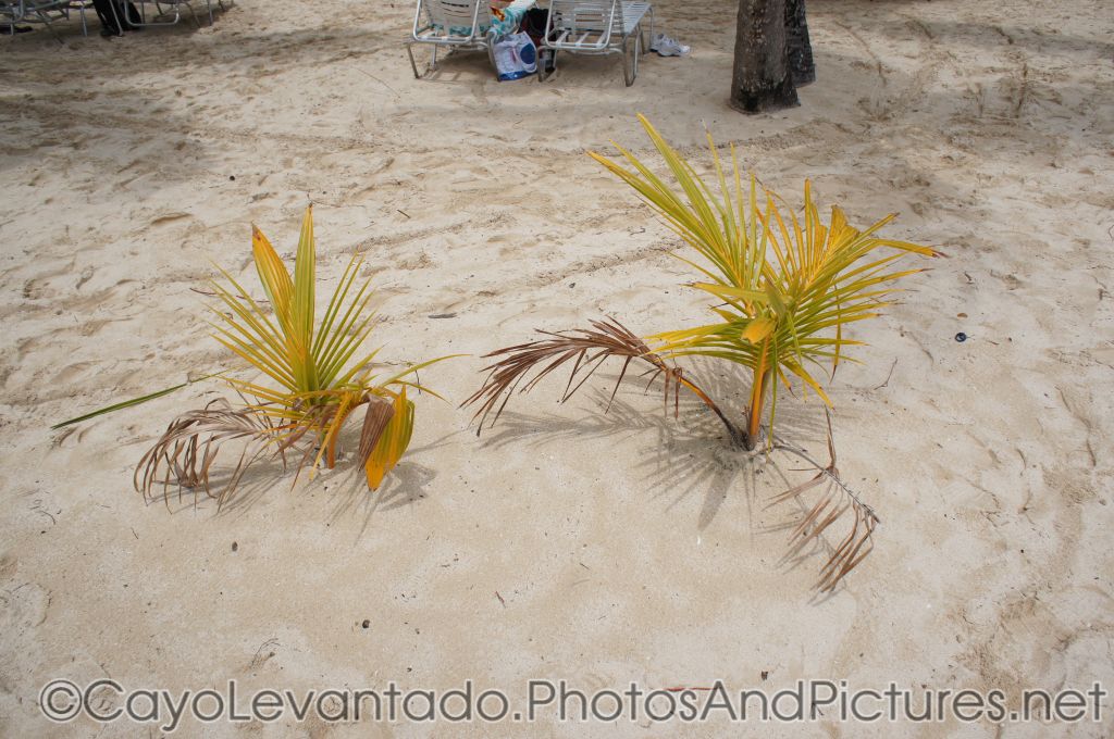 Baby palm trees at Cayo Levantado.jpg