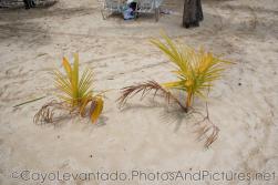 Baby palm trees at Cayo Levantado.jpg