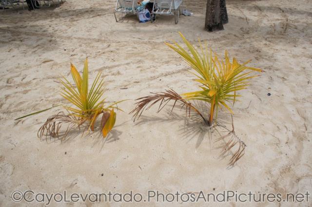 Baby palm trees at Cayo Levantado.jpg