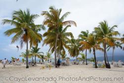Palm trees of Cayo Levantado.jpg