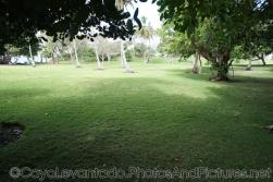 Grass and trees at Cayo Levantado.jpg