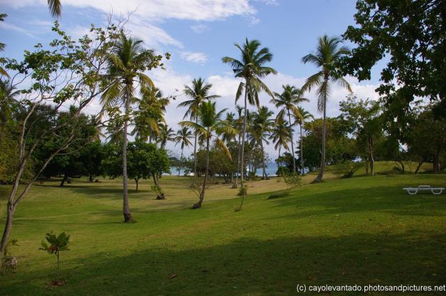 Cayo Levantado Park like grass area with Palm trees.jpg