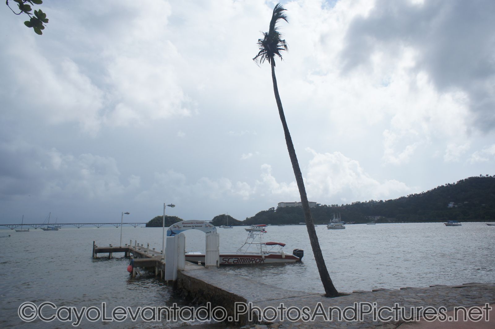 Tall palm tree next to small pier in Samana.jpg
