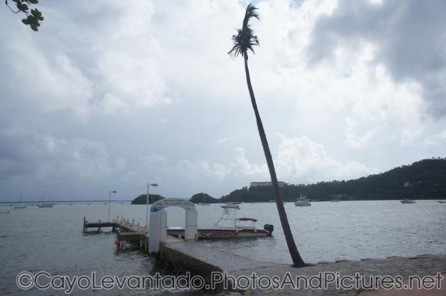 Tall palm tree next to small pier in Samana.jpg