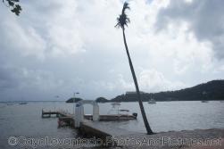 Tall palm tree next to small pier in Samana.jpg