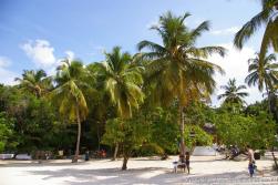 Coconute palms and tourists at Cayo Levantado.jpg