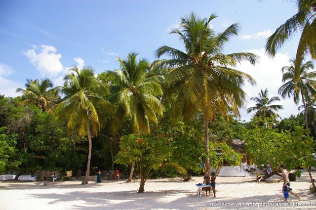 Coconute palms and tourists at Cayo Levantado.jpg