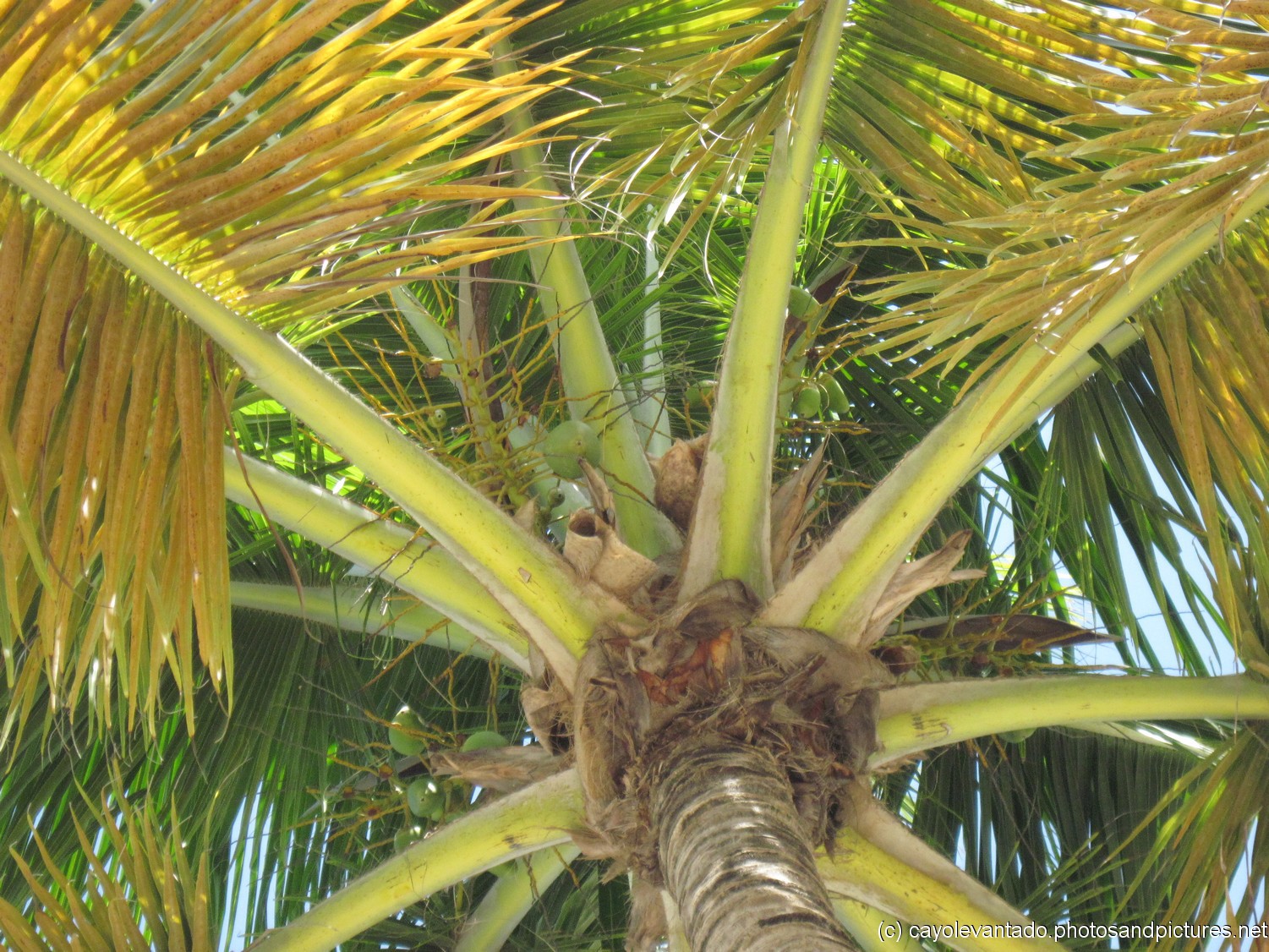 Coconuts in a tree at Cayo Levantado.jpg