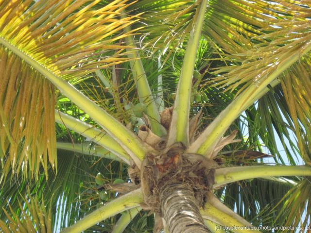 Coconuts in a tree at Cayo Levantado.jpg