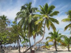 Crooked palm tree at Cayo Levantado.jpg