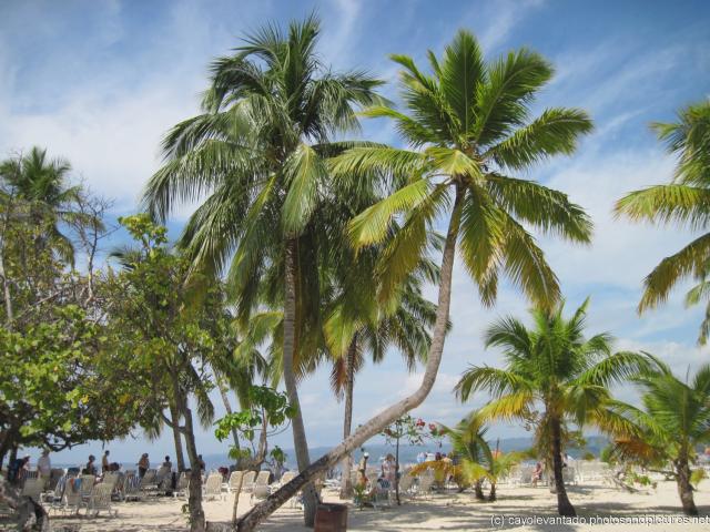 Crooked palm tree at Cayo Levantado.jpg